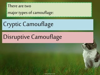 There are two
major types of camouflage:
Cryptic Camouflage
Disruptive Camouflage
 