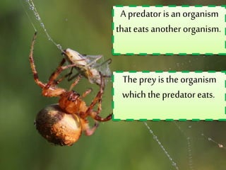 A predator is an organism
that eats another organism.
The prey is the organism
which the predator eats.
 