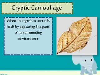 When an organism conceals
itselfby appearing like parts
of its surrounding
environment
Cryptic Camouflage
 