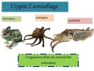 chameleon
cuttlefish
octopus
3 organismsthatcan controlthe
coloration
Cryptic Camouflage
 