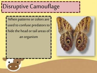 When patterns or colors are
used to confuse predatorsto
hide the head or tailareasof
an organism
Disruptive Camouflage
 