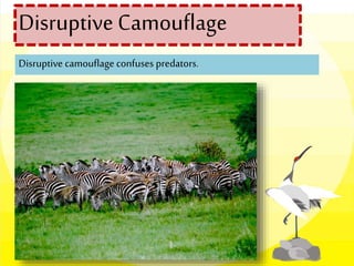 Disruptive camouflage confuses predators.
Disruptive Camouflage
 