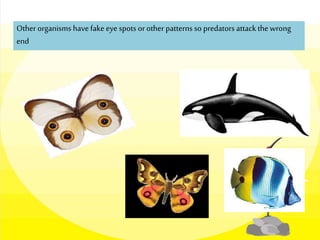 Other organisms have fake eye spots orother patterns so predators attack the wrong
end
 