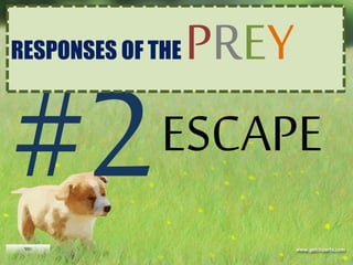 ESCAPE
RESPONSES OF THE PREY
 