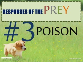 POISON
RESPONSES OF THE PREY
 
