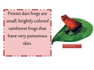 Poison dart frogs are
small, brightly colored
rainforest frogs that
have very poisonous
skin. Poison dart frog
 