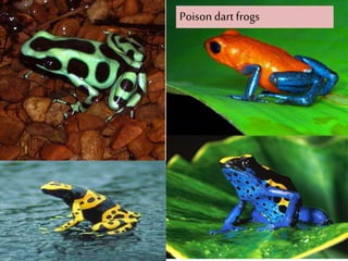 Poison dart frogs
 