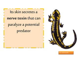 Its skinsecretes a
nervetoxin that can
paralyze a potential
predator
fire salamander
 