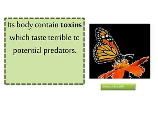 Itsbody contain toxins
which taste terrible to
potential predators.
monarchbutterfly
 