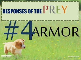 ARMOR
RESPONSES OF THE PREY
 