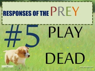 PLAY
DEAD
RESPONSES OF THE PREY
 