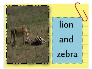 lion
and
zebra
 