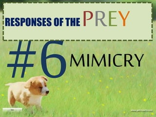 MIMICRY
RESPONSES OF THE PREY
 