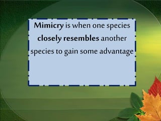 Mimicry is when one species
closely resembles another
species to gain some advantage
 