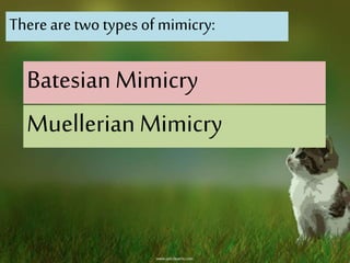 Therearetwo types of mimicry:
Batesian Mimicry
Muellerian Mimicry
 