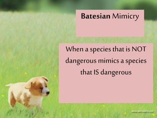 When a speciesthat is NOT
dangerous mimicsa species
that IS dangerous
Batesian Mimicry
 