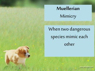 When two dangerous
speciesmimic each
other
Muellerian
Mimicry
 