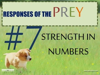 STRENGTH IN
NUMBERS
RESPONSES OF THE PREY
 