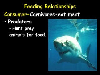 Feeding Relationships
Consumer-Carnivores-eat meat
• Predators
– Hunt prey
animals for food.
 