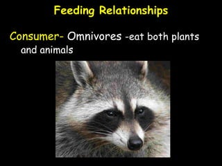 Feeding Relationships
Consumer- Omnivores -eat both plants
and animals
 