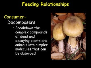 Feeding Relationships
Consumer-
Decomposers
• Breakdown the
complex compounds
of dead and
decaying plants and
animals into simpler
molecules that can
be absorbed
 