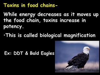 Toxins in food chains-
While energy decreases as it moves up
the food chain, toxins increase in
potency.
•This is called biological magnification
Ex: DDT & Bald Eagles
 