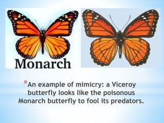 *An example of mimicry: a Viceroy
butterfly looks like the poisonous
Monarch butterfly to fool its predators.
 
