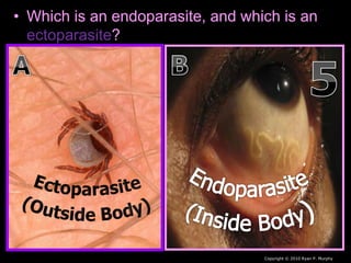 • Which is an endoparasite, and which is an
ectoparasite?
Copyright © 2010 Ryan P. Murphy
 