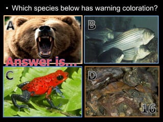 • Which species below has warning coloration?
 