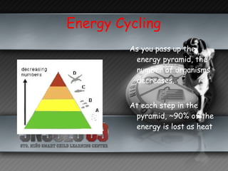 Energy Cycling As you pass up the energy pyramid, the number of organisms decreases. At each step in the pyramid, ~90% of the energy is lost as heat 