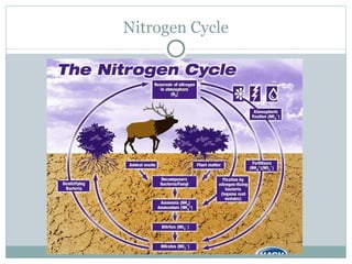 Nitrogen Cycle 