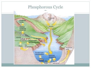 Phosphorous Cycle 