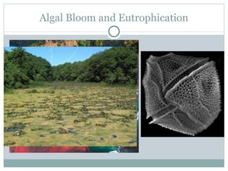 Algal Bloom and Eutrophication 