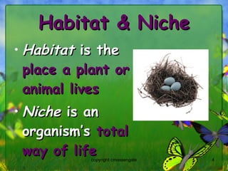 Habitat & Niche Habitat  is the  place a plant or animal lives   Niche  is an organism’s  total way of life copyright cmassengale 