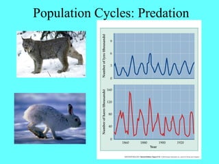 Population Cycles: Predation
 