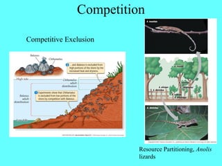 Competition

Competitive Exclusion




                         Resource Partitioning, Anolis
                         lizards
 
