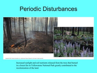 Periodic Disturbances




Increased sunlight and soil nutrients released from the tress that burned
in a forest fire in Yellowstone National Park greatly contributed to the
recolonization of the land.
 