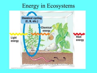 Energy in Ecosystems
 