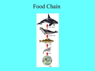 Food Chain
 