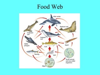 Food Web
 