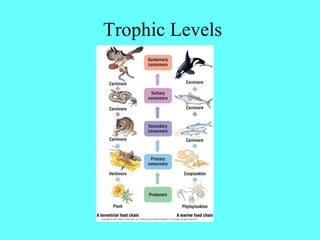 Trophic Levels
 