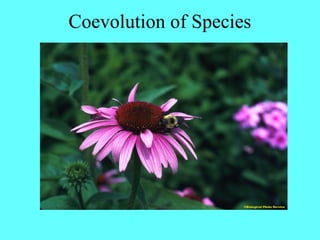 Coevolution of Species
 