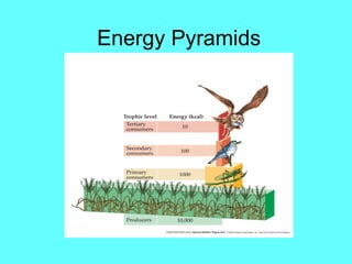 Energy Pyramids
 