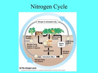 Nitrogen Cycle
 