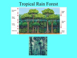 Tropical Rain Forest
 