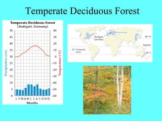 Temperate Deciduous Forest
 