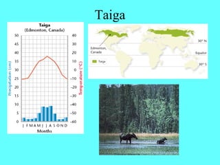 Taiga
 