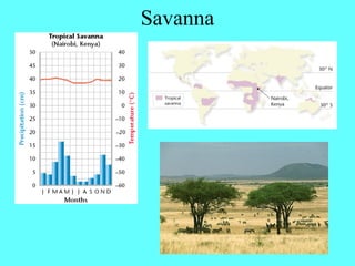 Savanna
 