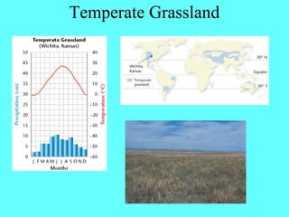 Temperate Grassland
 