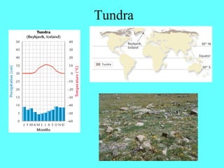 Tundra
 